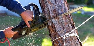 Best Commercial Tree Services  in Neffs, OH